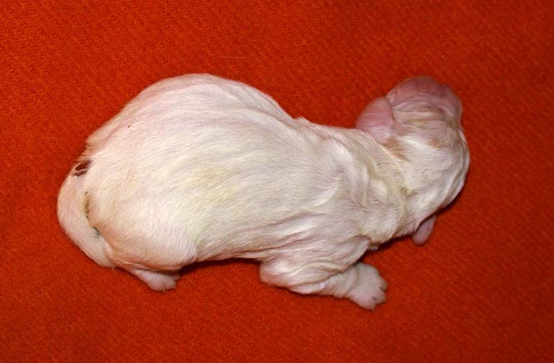 boy_bronze_tail_6days_g