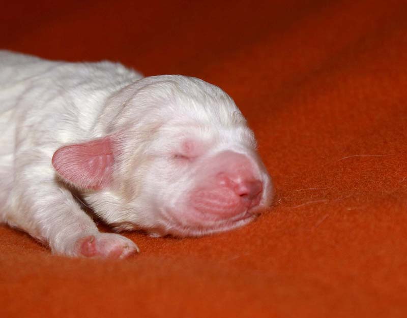 boy_bronze_tail_6days_h