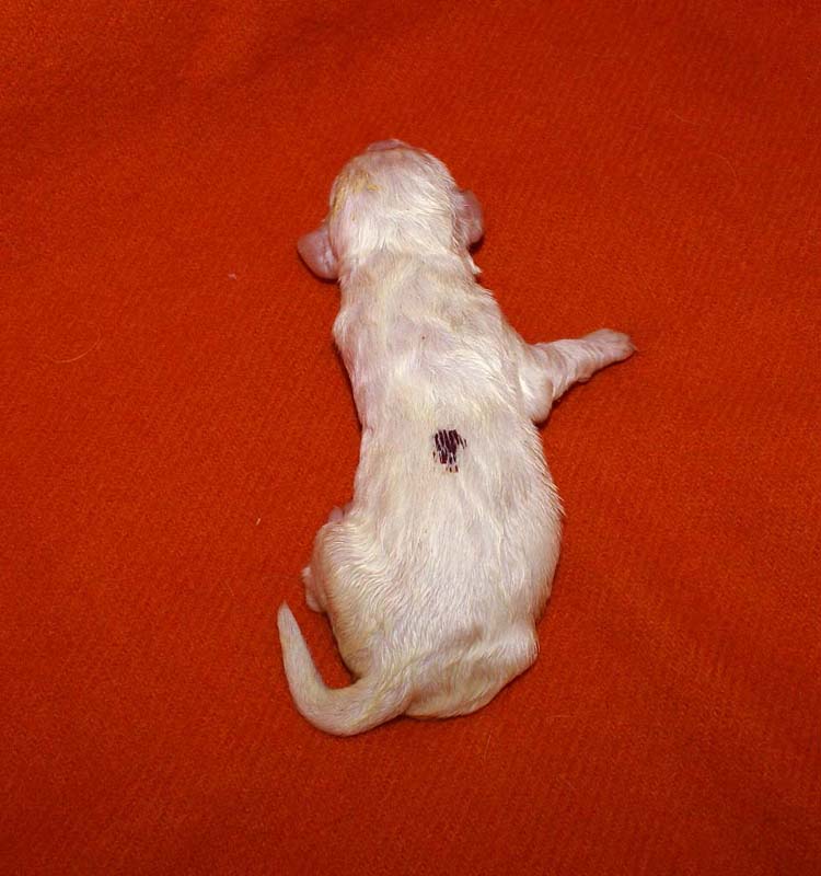 boy_purple_back_6days_d