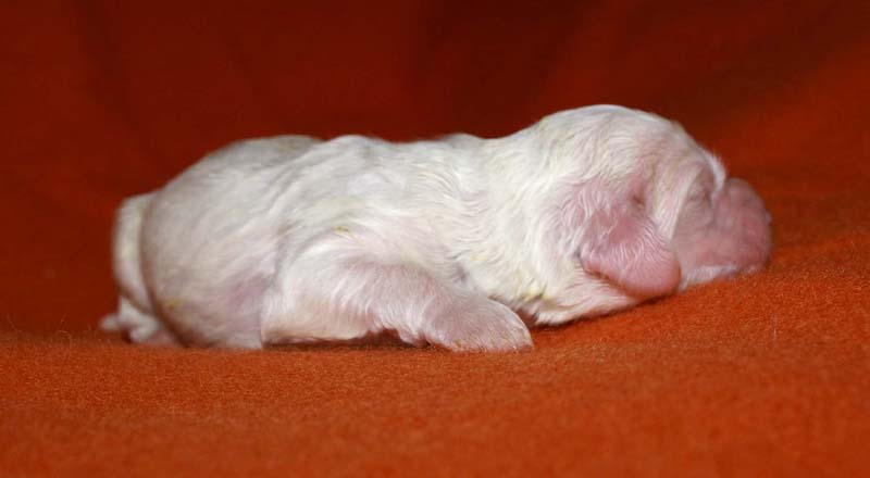 boy_purple_back_6days_e