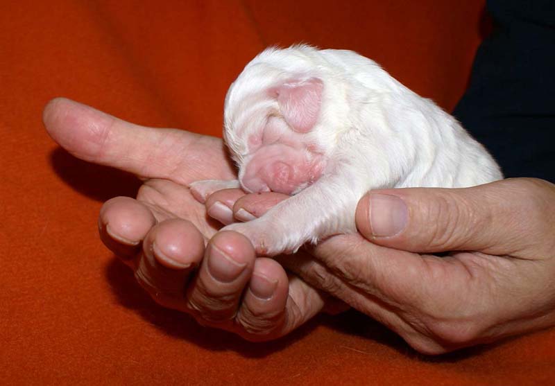 boy_purple_head_6days_b