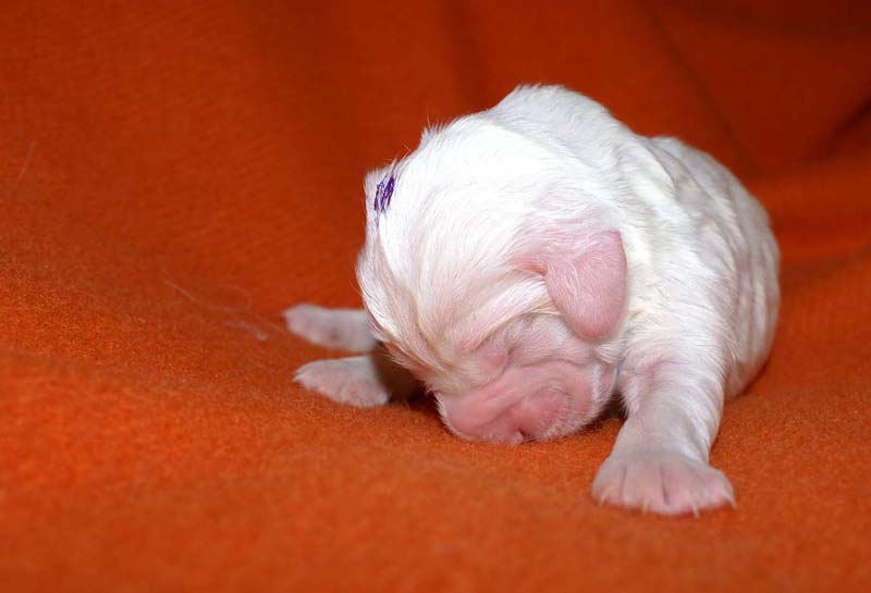 boy_purple_head_6days_c