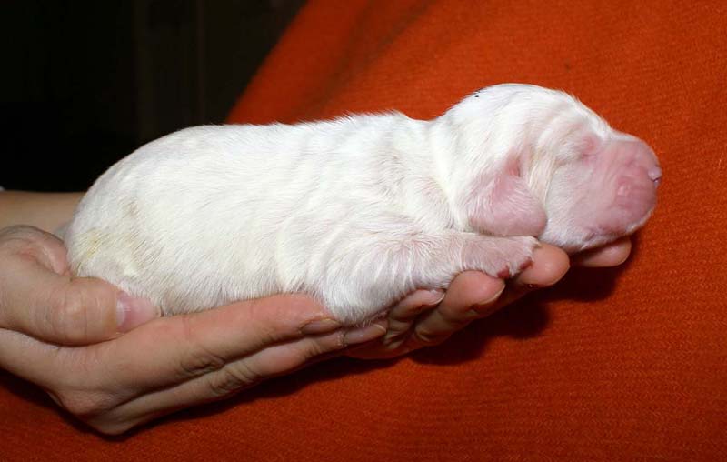 boy_purple_head_6days_d