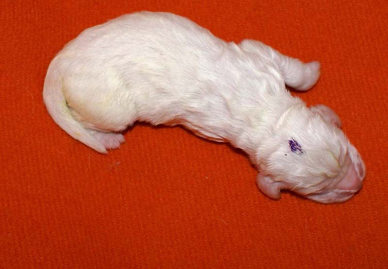 boy_purple_head_6days_e