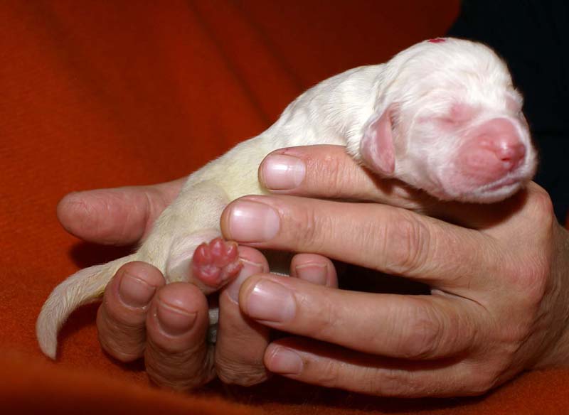 girl_pink_head_6days_d