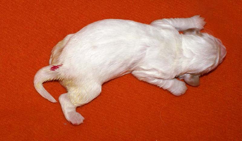 girl_pink_tail_6days_a