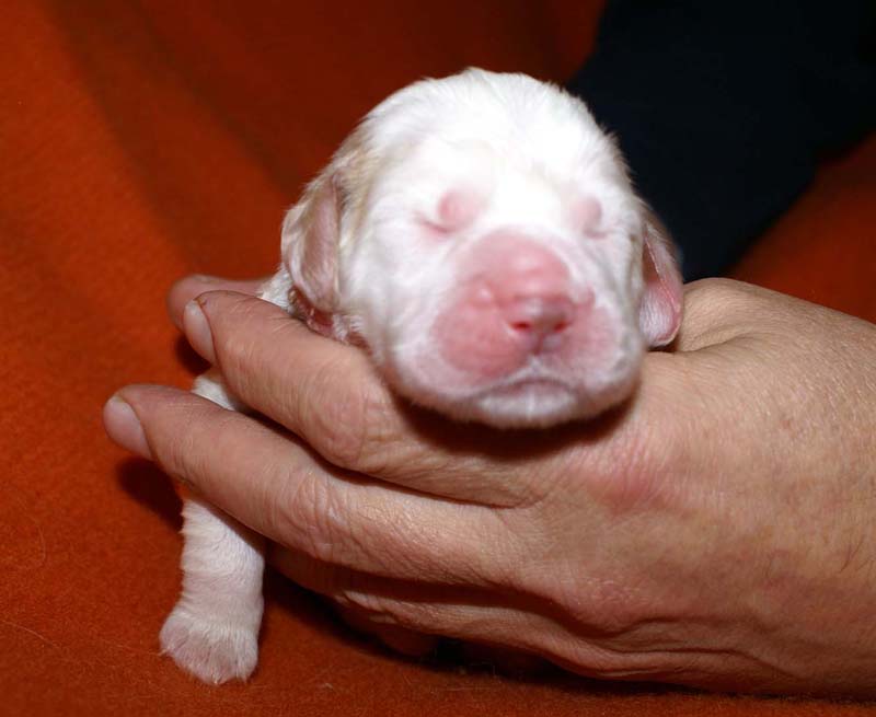 girl_pink_tail_6days_b