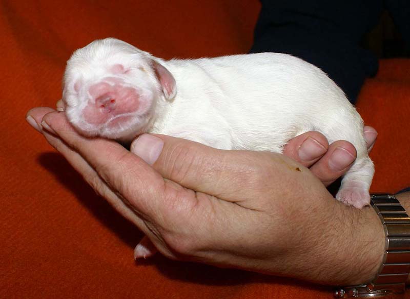 girl_pink_tail_6days_c