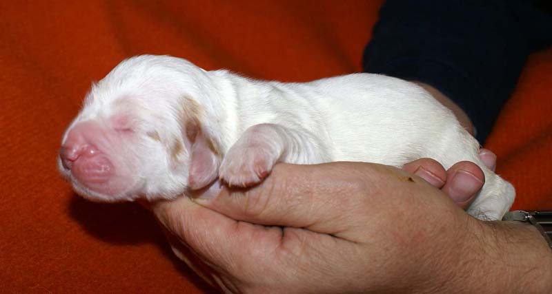 girl_pink_tail_6days_d