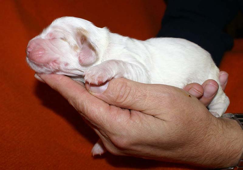 girl_pink_tail_6days_e