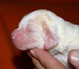 boy_purple_back_6days_a