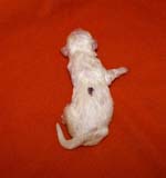 boy_purple_back_6days_d