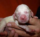 girl_pink_head_6days_a