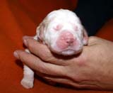 girl_pink_tail_6days_b