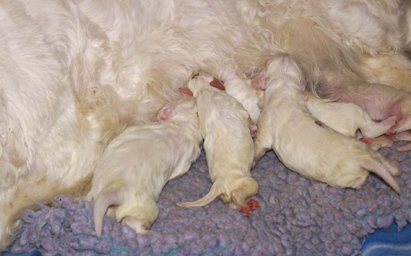 clock-pups_8days_old