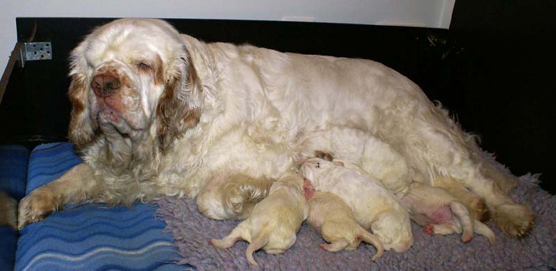 clock-pups_8days_old_b