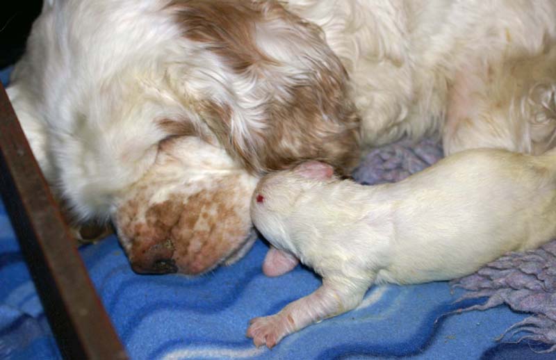 clock-pups_8days_old_d