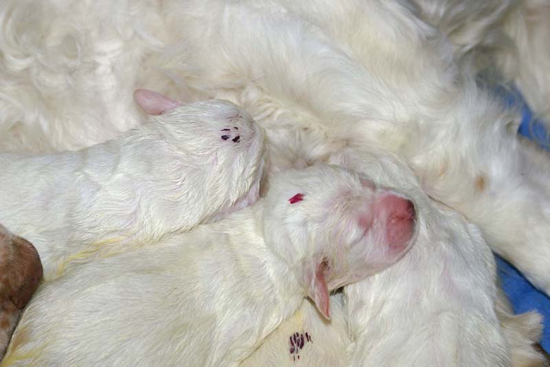 clock-pups_8days_old_e