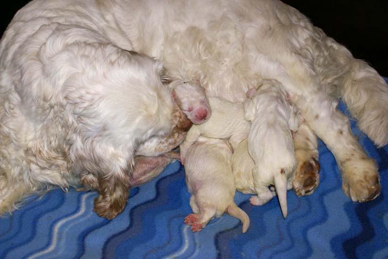 clock-pups_8days_old_h