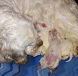 clock-pups_8days_old_g