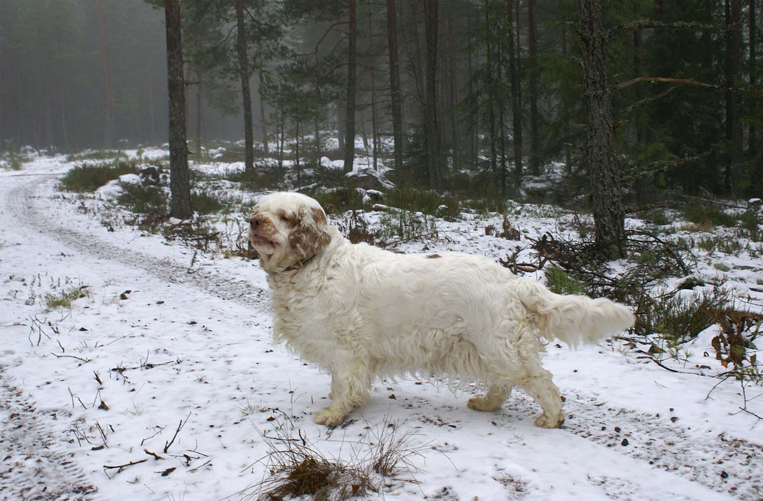 Clock_pups_6days_old_Elsa
