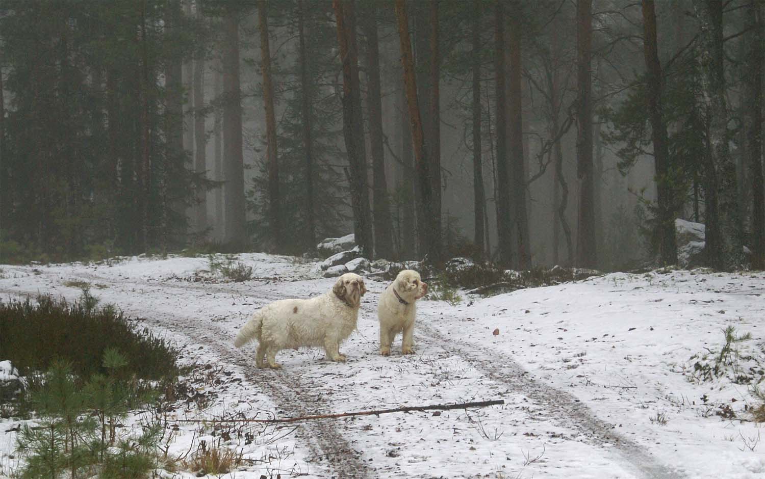 Clock_pups_6days_old_Elsa_Bumbaa