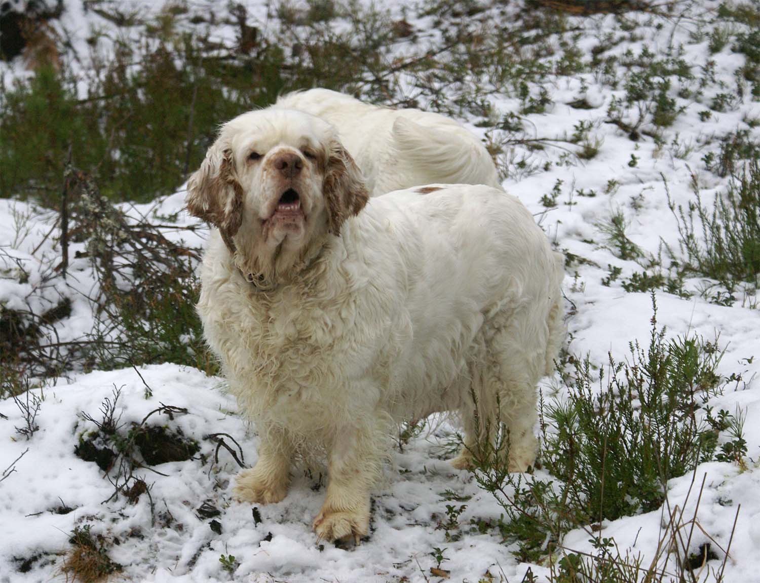 Clock_pups_6days_old_Elsa_b