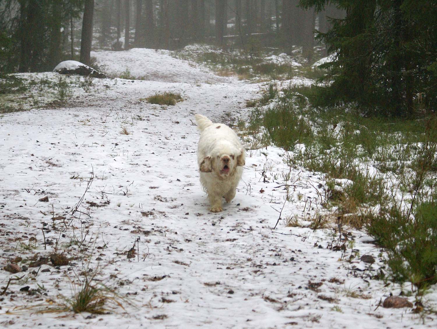 Clock_pups_6days_old_Elsa_d