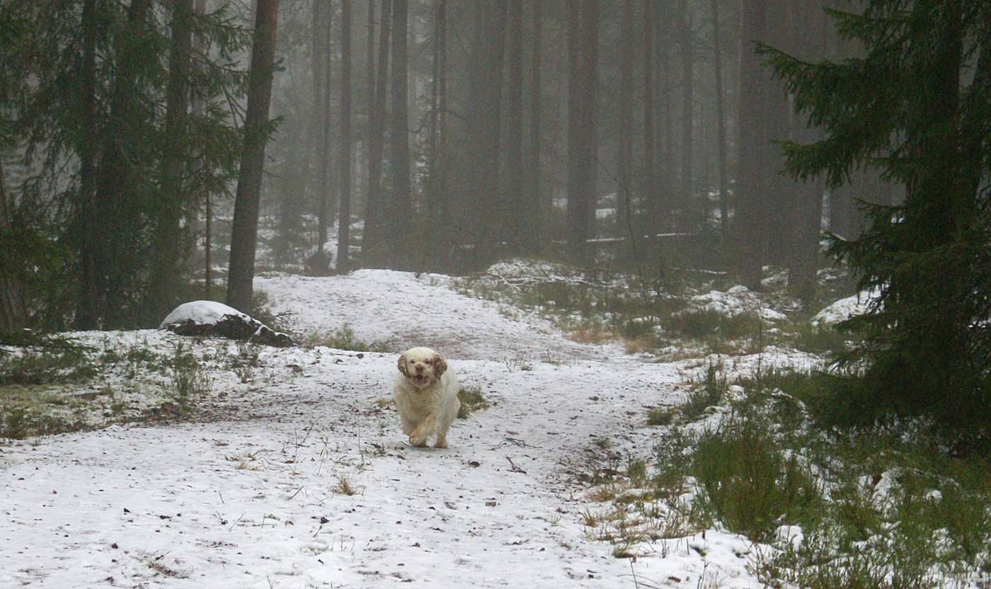 Clock_pups_6days_old_Elsa_f