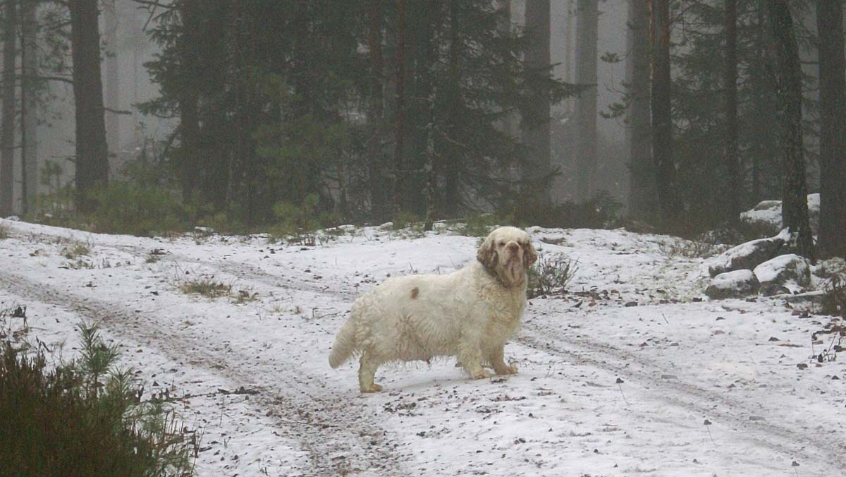Clock_pups_6days_old_Elsa_h
