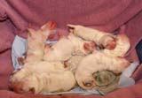 Clock_babies_at_the_day_of_birth_hospital