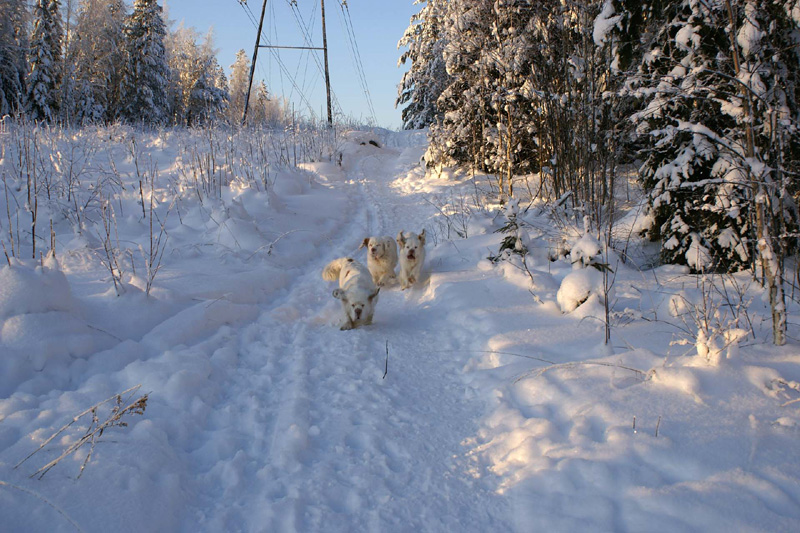 Winterwalk_23Jan2010_aa_Cotton_Bumbaa_Hilla_a