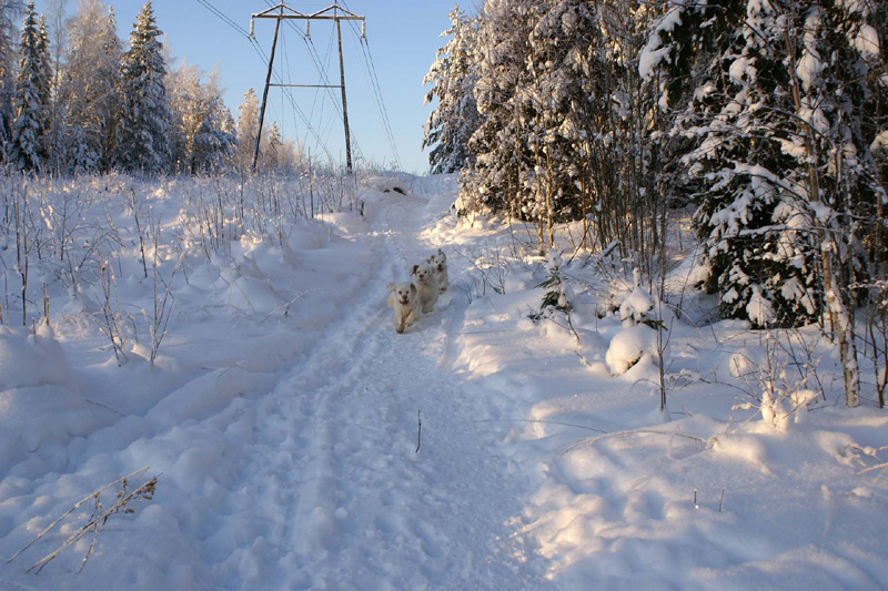 Winterwalk_23Jan2010_aa_Cotton_Bumbaa_Hilla_c