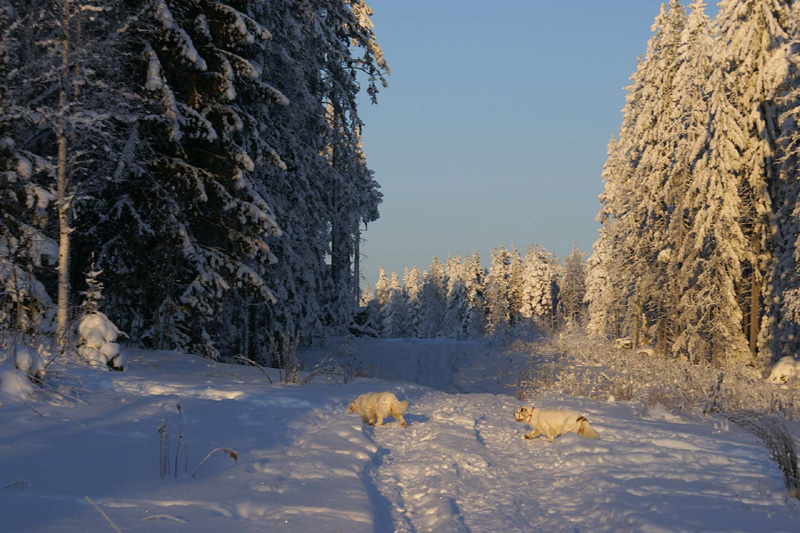 Winterwalk_23Jan2010_aa_Cotton_Hilla