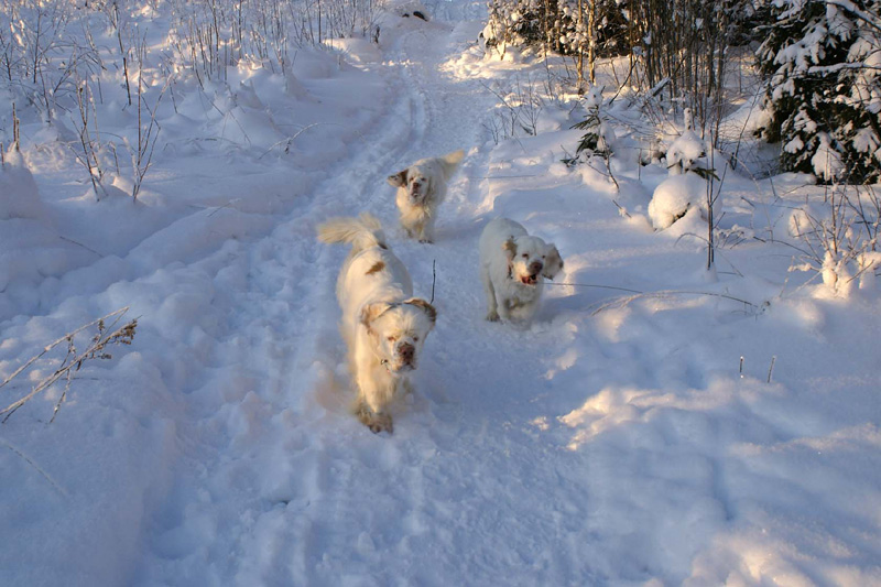 Winterwalk_23Jan2010_aaa_Cotton_Bumbaa_Hilla