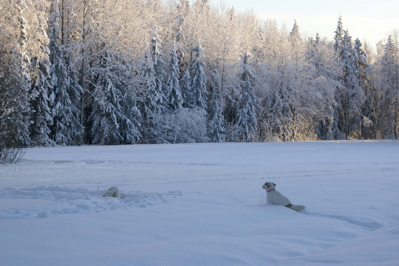 Winterwalk_23Jan2010_g_Hilla_Cotton