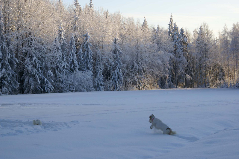 Winterwalk_23Jan2010_h_Hilla_Cotton