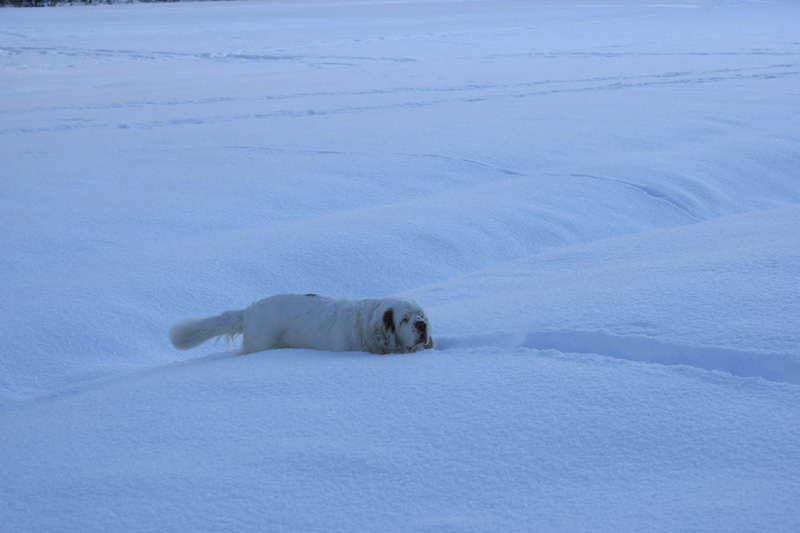 Winterwalk_23Jan2010_n_Cotton