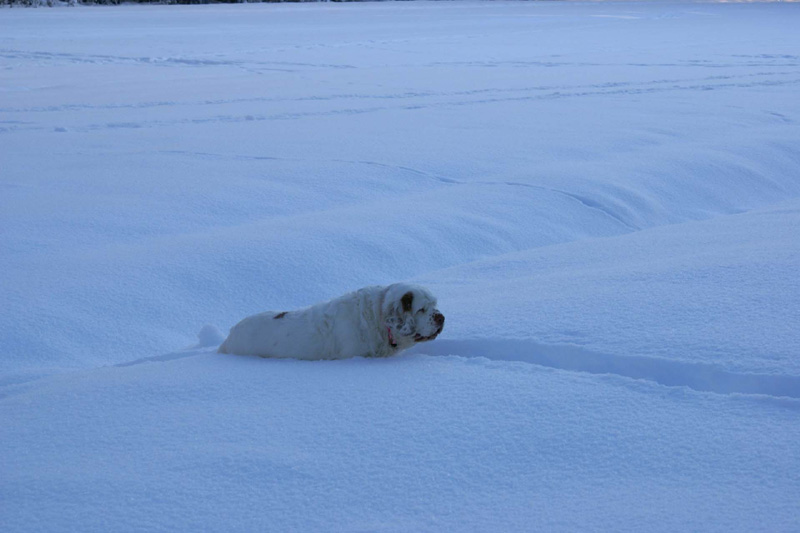 Winterwalk_23Jan2010_nn_Cotton