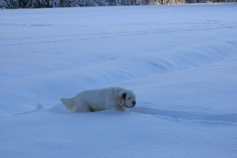 Winterwalk_23Jan2010_nnn_Cotton