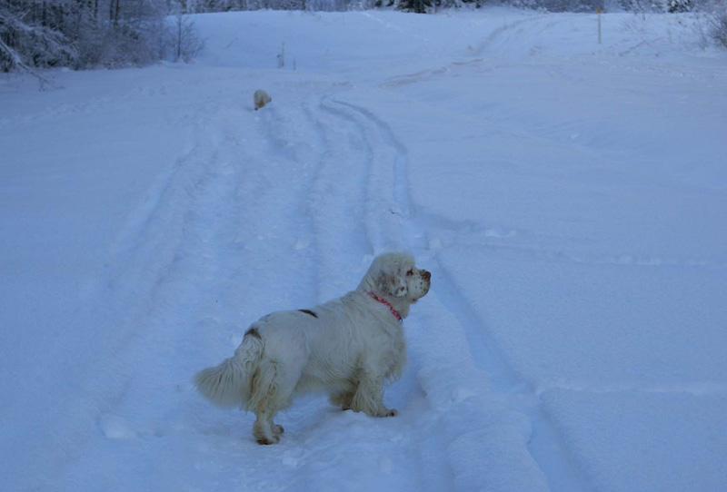 Winterwalk_23Jan2010_t_Bumbaa