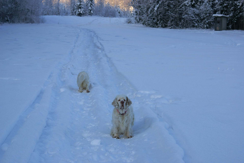 Winterwalk_23Jan2010_w_Bumbaa_Cotton_b