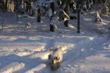 Winterwalk_23Jan2010_m_Bumbaa