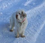 Winterwalk_23Jan2010_r_Bumbaa