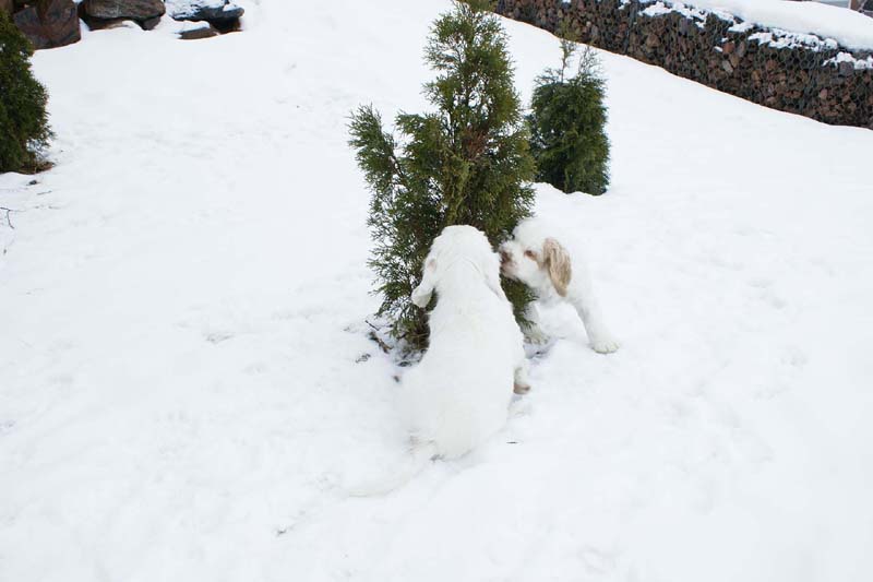 Hilla_Flynn_9weeks_a