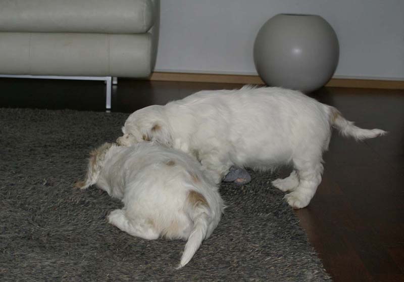 Hilla_Flynn_9weeks_m