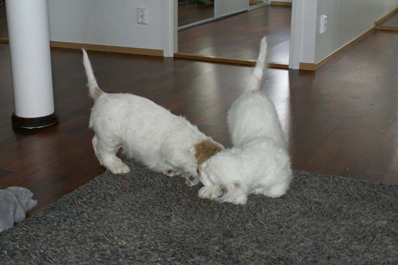 Hilla_Flynn_9weeks_yy