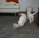 Hilla_Flynn_9weeks_f