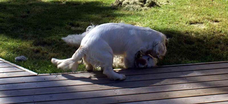 Hilla_6months_m_Bumbaa