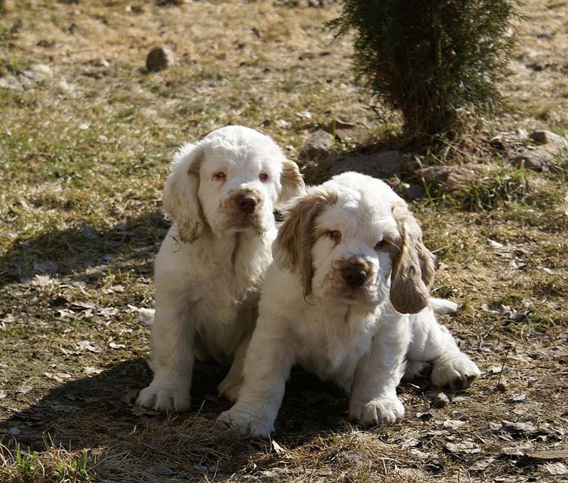 Hilla_Flynn_11weeks_a